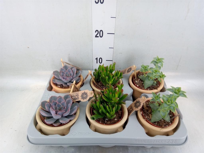 <h4>Succulents   ...</h4>
