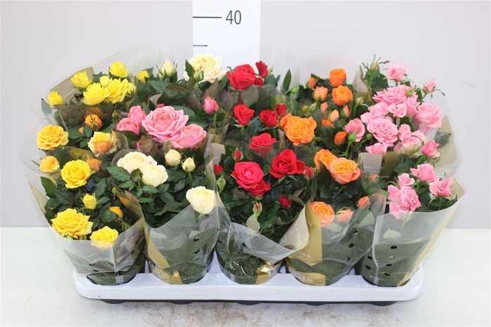 <h4>Rosa Grande Gemengd</h4>