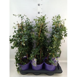 Ceanothus thyrsiflorus var. repens