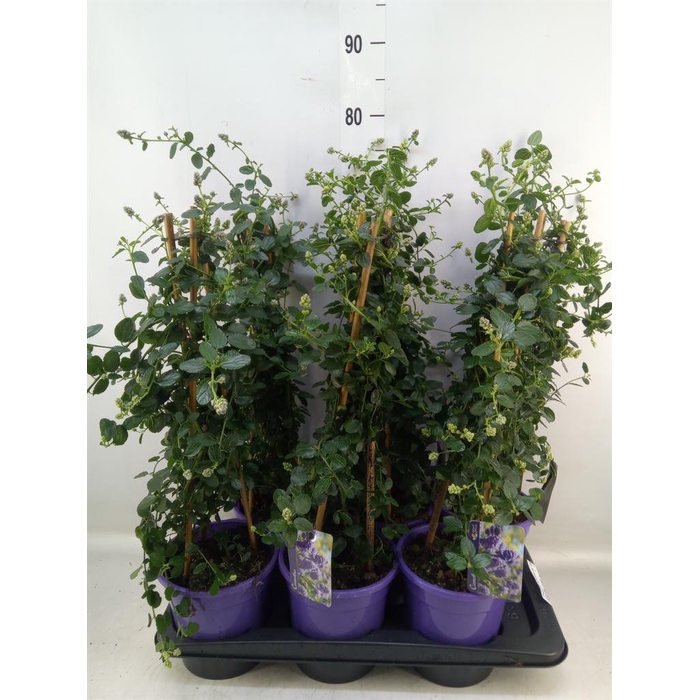 <h4>Ceanothus thyrsiflorus var. repens</h4>