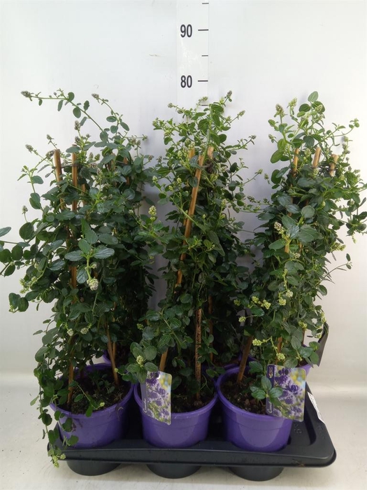 Ceanothus thyrsiflorus var. repens