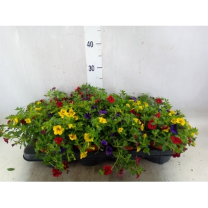 Calibrachoa  'Cabaret MM Pink Para'