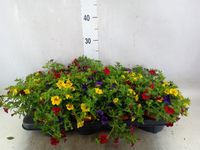<h4>Calibrachoa  'Cabaret MM Pink Para'</h4>