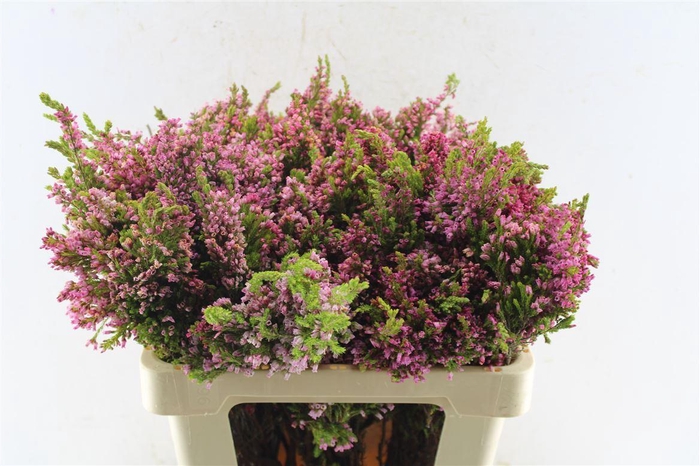 <h4>Kaaps Erica Baccans</h4>