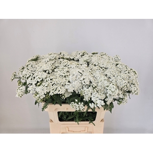 ACHIL M WHITE BEAUTY