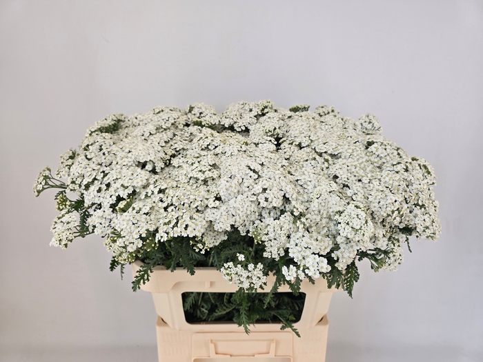 <h4>ACHIL M WHITE BEAUTY</h4>