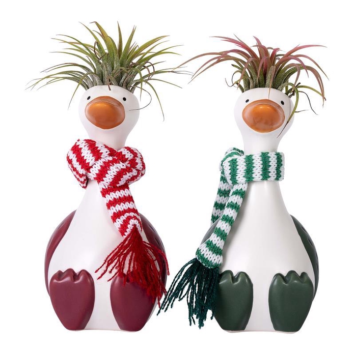 <h4>TILLANDSIA IONANTHA</h4>