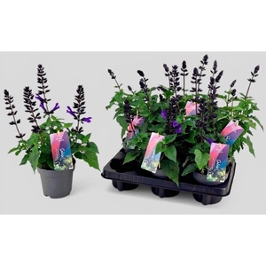 SALVIA LAKE BLUEBERR