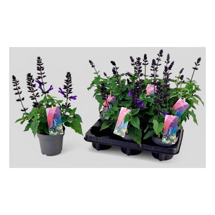 <h4>SALVIA LAKE BLUEBERR</h4>