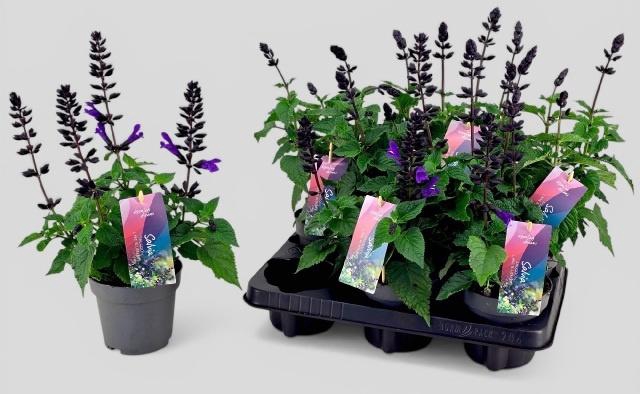 <h4>SALVIA LAKE BLUEBERR</h4>