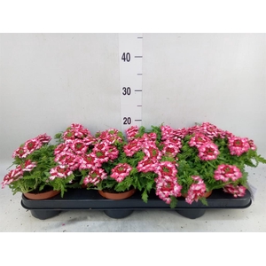 Verbena  'Drums Red Shades'