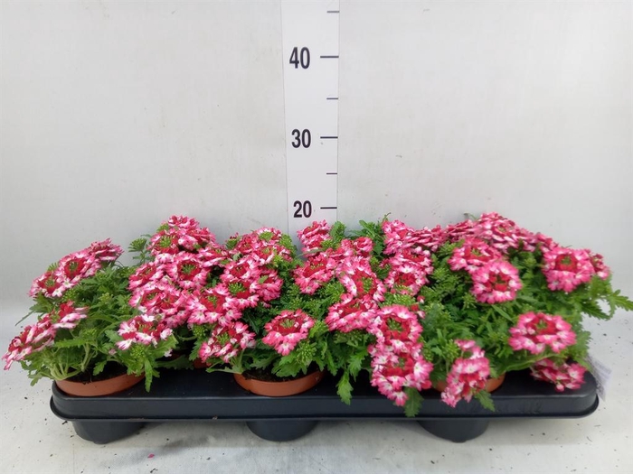 <h4>Verbena 'Drums Red Shades'</h4>