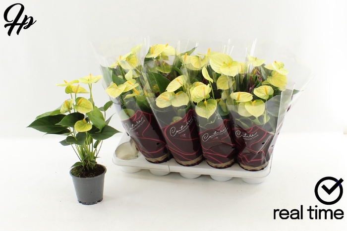 <h4>Anthu An Vanilla</h4>