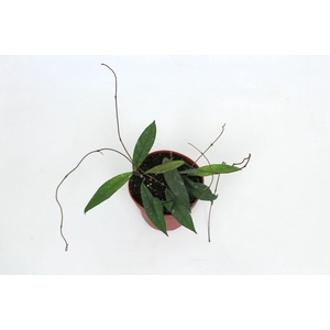 Hoya Scortechinii (UT001 sp. Pink fl.) 12 cm