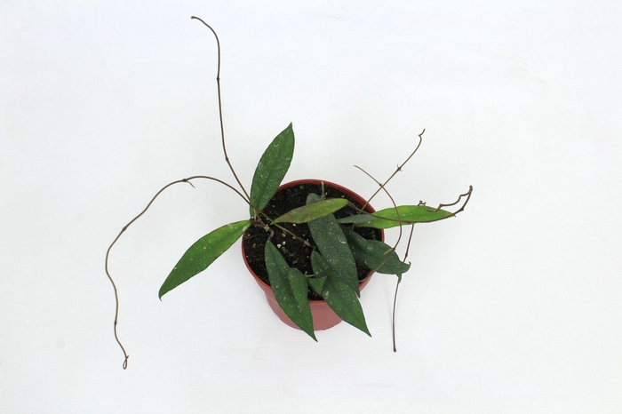 <h4>Hoya Scortechinii (UT001 sp. Pink fl.) 12 cm</h4>