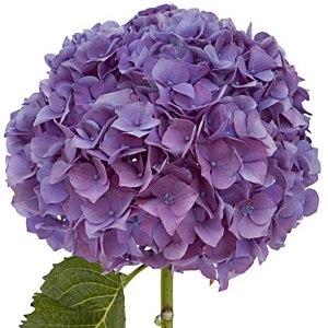 <h4>HORTENSIA FORCE LILAS 060 CM</h4>