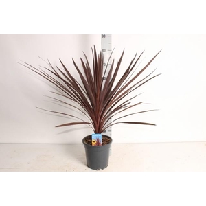CORD AUS RED STAR