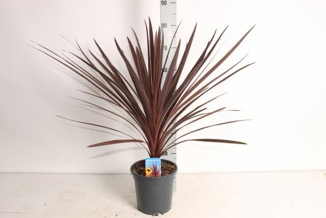CORD AUS RED STAR