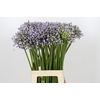 Agapanthus Silberpfeil