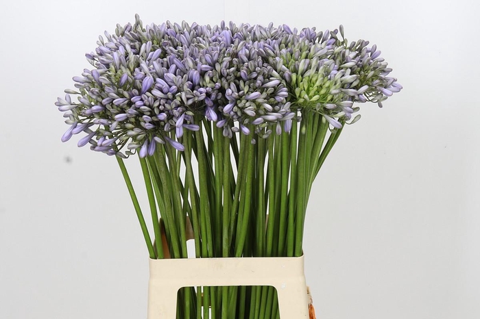 Agapanthus Silberpfeil
