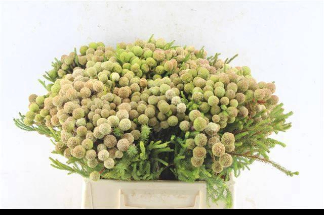 <h4>BERZ GALPINII</h4>