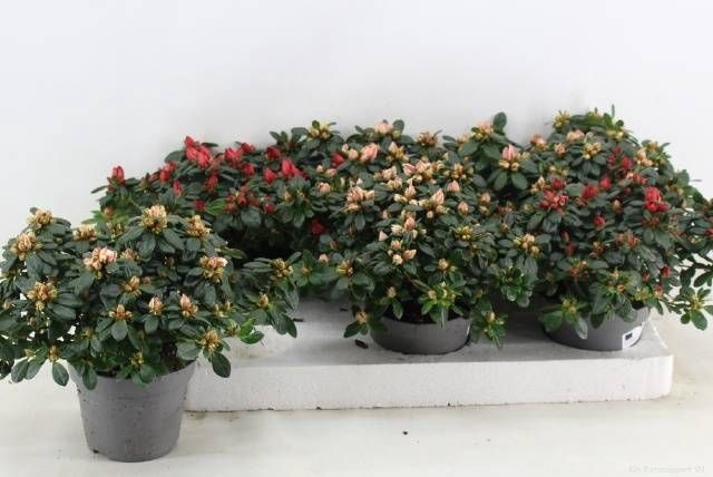 <h4>RHODO SI GEM</h4>
