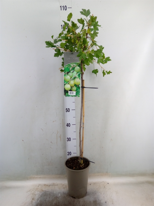 <h4>Ribes uva-crispa 'Hinnonmaki Gron'</h4>