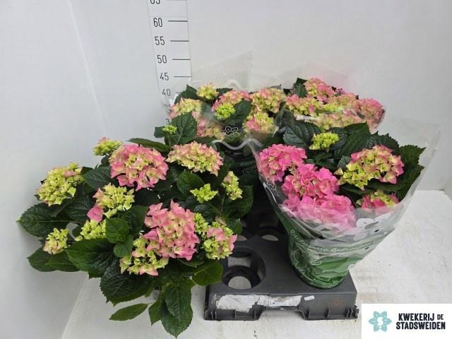 <h4>HYDR M EARLY ROSA</h4>