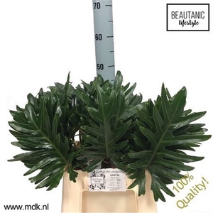 Philodendron Xantal MDK