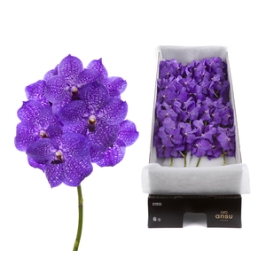 Vanda Violet Blue 83