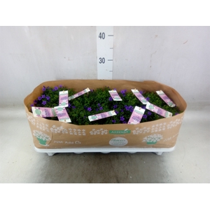 Campanula porten. 'Ambella In Prpl'