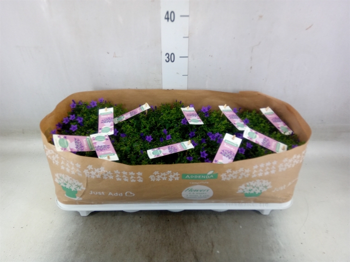 <h4>Campanula porten. 'Ambella In Prpl'</h4>