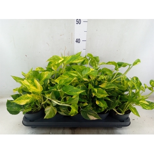 Epipremnum pinn. 'NJoy Gold'