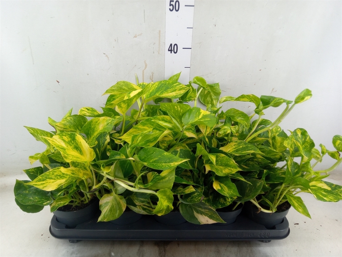 <h4>Epipremnum pinn. 'NJoy Gold'</h4>