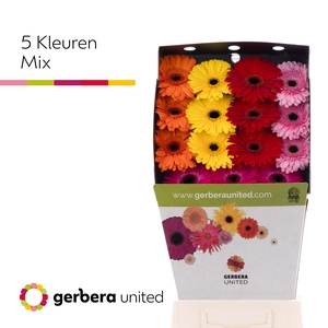 Gerbera Mix 5 kleuren Diamond