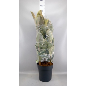 Ficus elastica 'Tineke'