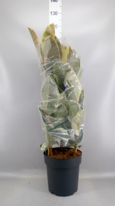 <h4>Ficus elastica 'Tineke'</h4>