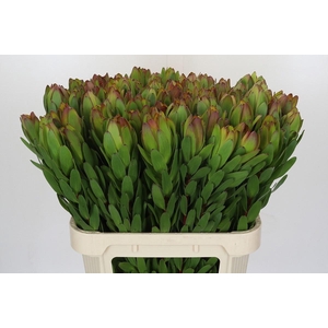 LEUCAD SAF GOLDSTRIK