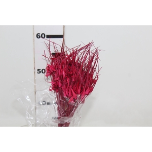 CAPIM ESTRELA DESIDRATADO