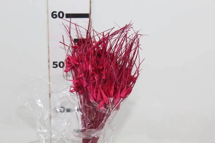 <h4>CAPIM ESTRELA DESIDRATADO</h4>