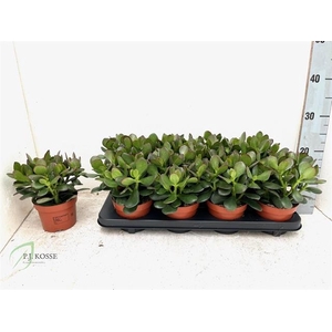 Crassula Ovata 12Ø 20cm