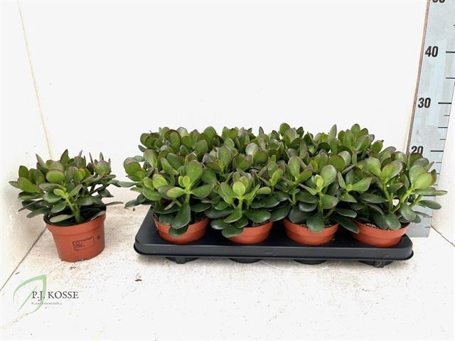 Crassula Ovata 12Ø 20cm