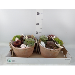 Arr.  Sempervivum L%
