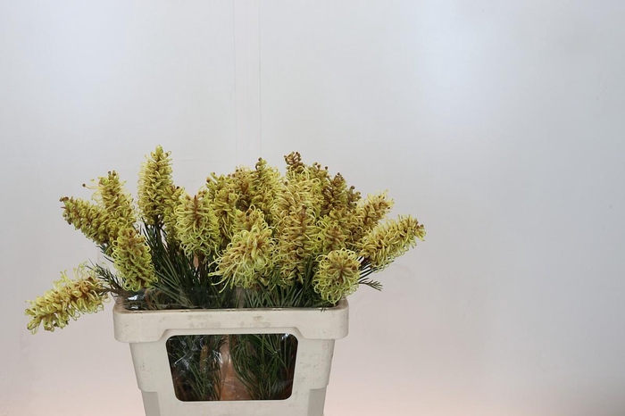 <h4>Grevillea Spiderman</h4>