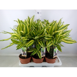 Dracaena frag.   ...