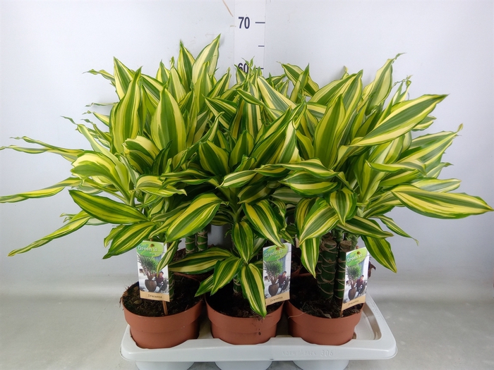 <h4>Dracaena frag.   ...</h4>