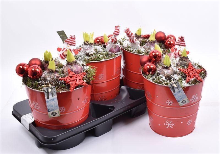 <h4>ARR HYACINTH</h4>