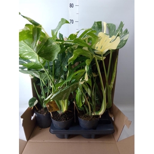 Monstera delic. 'Thai Constellatio'