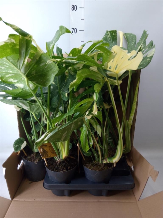 <h4>Monstera delic. 'Thai Constellatio'</h4>
