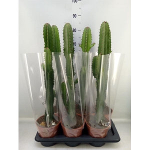 Euphorbia acrurensis